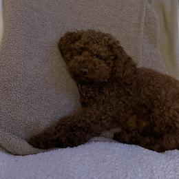 Cavapoos and Poodles from Little Latte Poodles