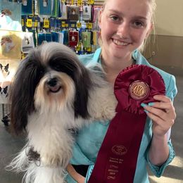 Havanese Puppies from SunWyst Havanese
