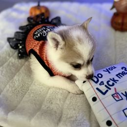 Harlequin - Merle Pomsky puppy in Clearwater, Florida from Neon Moon Pomskies