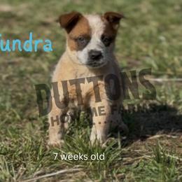 Tundra - Red speckled male Australian Cattle Dog puppy in Oronogo, Missouri from Dutton's Show Me Farms