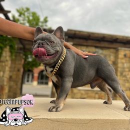 FUTURE - French Bulldog