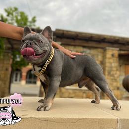 FUTURE - French Bulldog