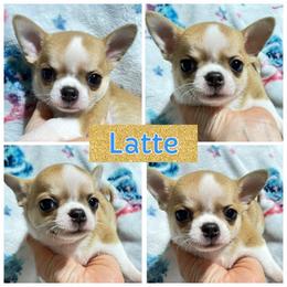 Latte - Fawn and white male Chihuahua puppy in El Sobrante, California from Dolce Coco Chihuahuas