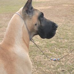 Great Danes from Azal Great Danes