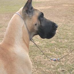 Great Danes from Azal Great Danes