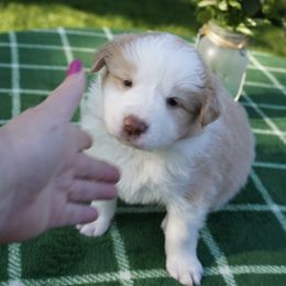 Yellow Collar - White and gold Border Collie puppy in Dublin, California from Borders of Beauty: The Perfect Blend of Beauty and Brains