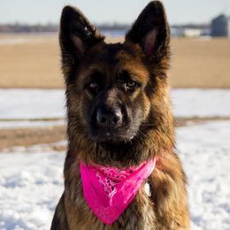 Kita - German Shepherd