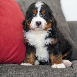 Schmidt - Tri-color male Bernedoodle puppy in Dundee, Ohio from Down Home Doodle