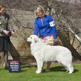 luna - Great Pyrenees