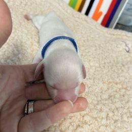 Charming Cream - Cream male Dachshund puppy in Prescott, Arizona from Dachshund Family Love Breeders