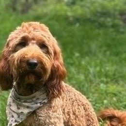 Pearl - Goldendoodle