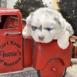 Blue Merle Dilute - Blue merle female Miniature Australian Shepherd puppy in Ronan, Montana from Dirt Road Aussie’s of Montana