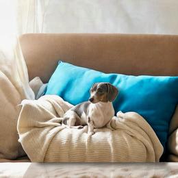 Dachshund puppies from SR Mini Dachshunds