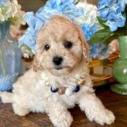 Petunia May - female Cavapoochon puppy in Lucas, Ohio from Apricot Lane Puppy