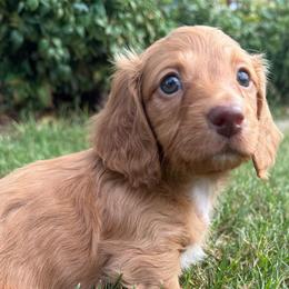 Aladdin - Red male Dachshund puppy in Rogers, Arkansas from Mini Paws Over the Moon Dachshunds