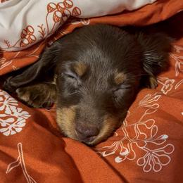 Australian Shepherd and Dachshund Puppies from Paisley’s Prissy Pups