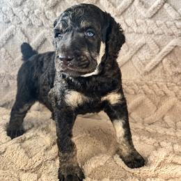 Teak - Phantom male Poodle puppy in Calimesa, California from Teakwoodpoodleofsocal