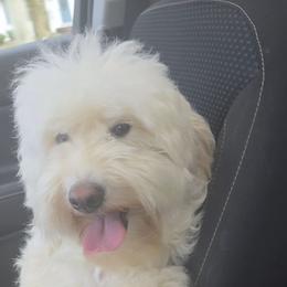 Summer - Goldendoodle