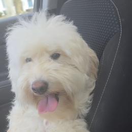 Summer - Goldendoodle