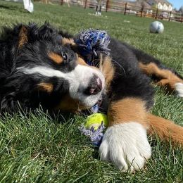 Bernese Mountain Dogs from Betta With Jetta