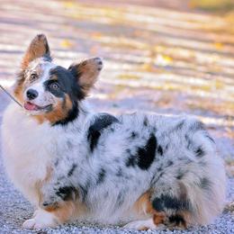 American Corgis and Pembroke Welsh Corgis from Cow Creek Corgis