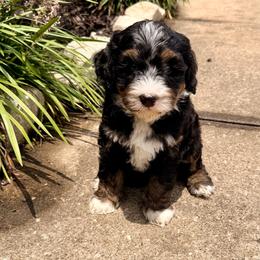 Petal - Tri-color female Bernedoodle puppy in Royse City, Texas from Platinum Bernedoodles of Texas
