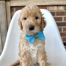 Moose - Cream male Goldendoodle puppy in Pulaski, Tennessee from Doodle My Heart