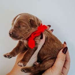 Red - m - Red  male Goldendoodle puppy in Ruthorfordton, North Carolina from Duncan Doodles Goldendoodles