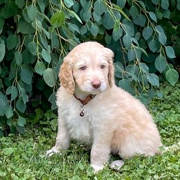 Goldendoodle Puppies from Sunnyside Botanical