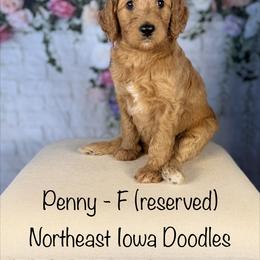 Penny - Apricot female Goldendoodle puppy in Cedar Falls, Iowa from Northeast Iowa Doodles