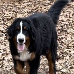 Dixie - Bernese Mountain Dog