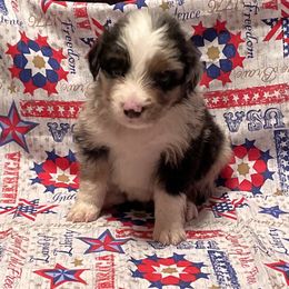 Miniature American Shepherd and Pembroke Welsh Corgi Puppies from Hadley's Hugs