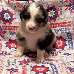 Miniature American Shepherd and Pembroke Welsh Corgi Puppies from Hadley's Hugs