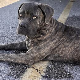 Willow - Cane Corso