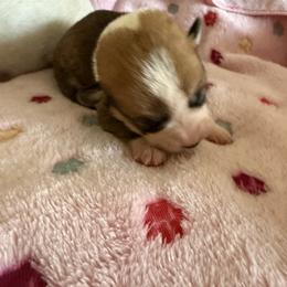 Juno 6 - White and red female Pembroke Welsh Corgi puppy in Jenkinsburg, Georgia from Red Elephant Farms
