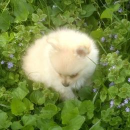 Marshmallow - Cream male Pomeranian puppy in Garrett, Indiana from Crystal Riff