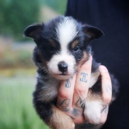 Carlisle - Black tri male Miniature American Shepherd puppy in Battle Ground, Washington from Casita Miniature American Shepherds