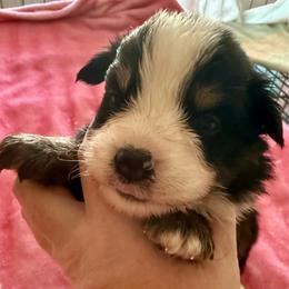 Lavender - Black tri female Miniature American Shepherd puppy in Gatesville, Texas from Southern Promise Aussie’s
