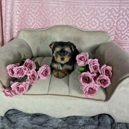 Pup 4 - Black and tan female Yorkshire Terrier puppy in Polk City, Florida from Yorkies by Casey