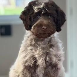 Chili - Australian Labradoodle