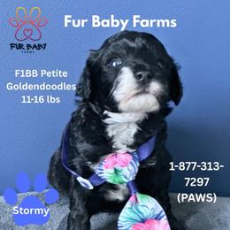 Stormy - Black male Goldendoodle puppy in Michigan from Fur Baby Farms