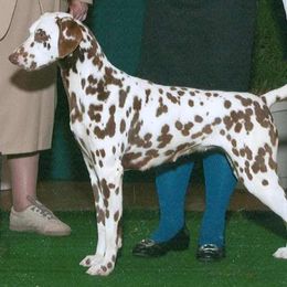 Dalmatians and Great Danes from JGD Great Danes & JGD Fyrehouse Dals (Fyredals)