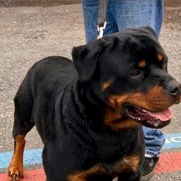 Brock - Rottweiler