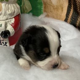 Delta - Black tri female Miniature Australian Shepherd puppy in Signal Mountain, Tennessee from D & D Miniature and Toy Australian Sheppards