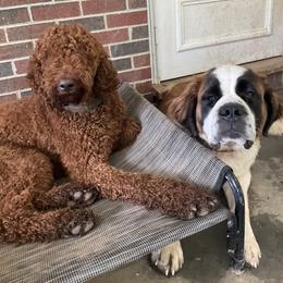 Goldendoodles and Poodles from Doodles to Poodles