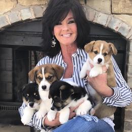 Pembroke Welsh Corgi Puppies from Shabby Chic Corgis