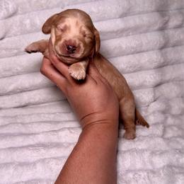 Slinky - Dapple male Dachshund puppy in Ceres, California from Rockin' M’s LilBitty Dachshunds (LBD)