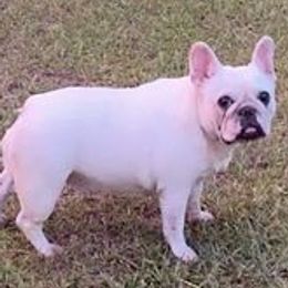 Bulldogs and French Bulldogs from Love That Bulldog Hicks Family Division