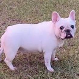 Bulldogs and French Bulldogs from Love That Bulldog Hicks Family Division
