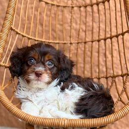 Aphrodite - Chocolate female Cavapoo puppy in Spring Hill, Florida from Parisian Puppies